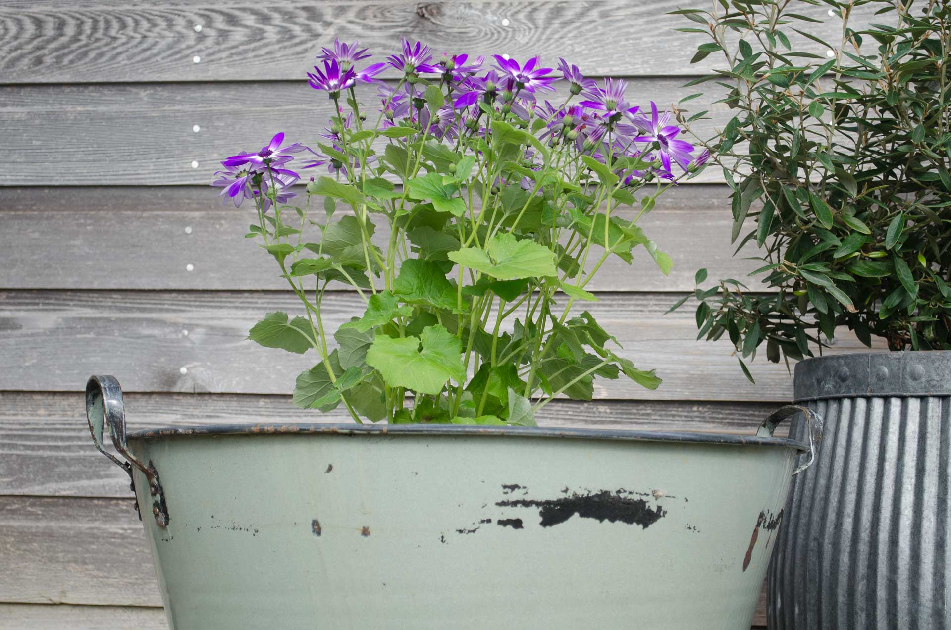 sage green cotswold plant pot