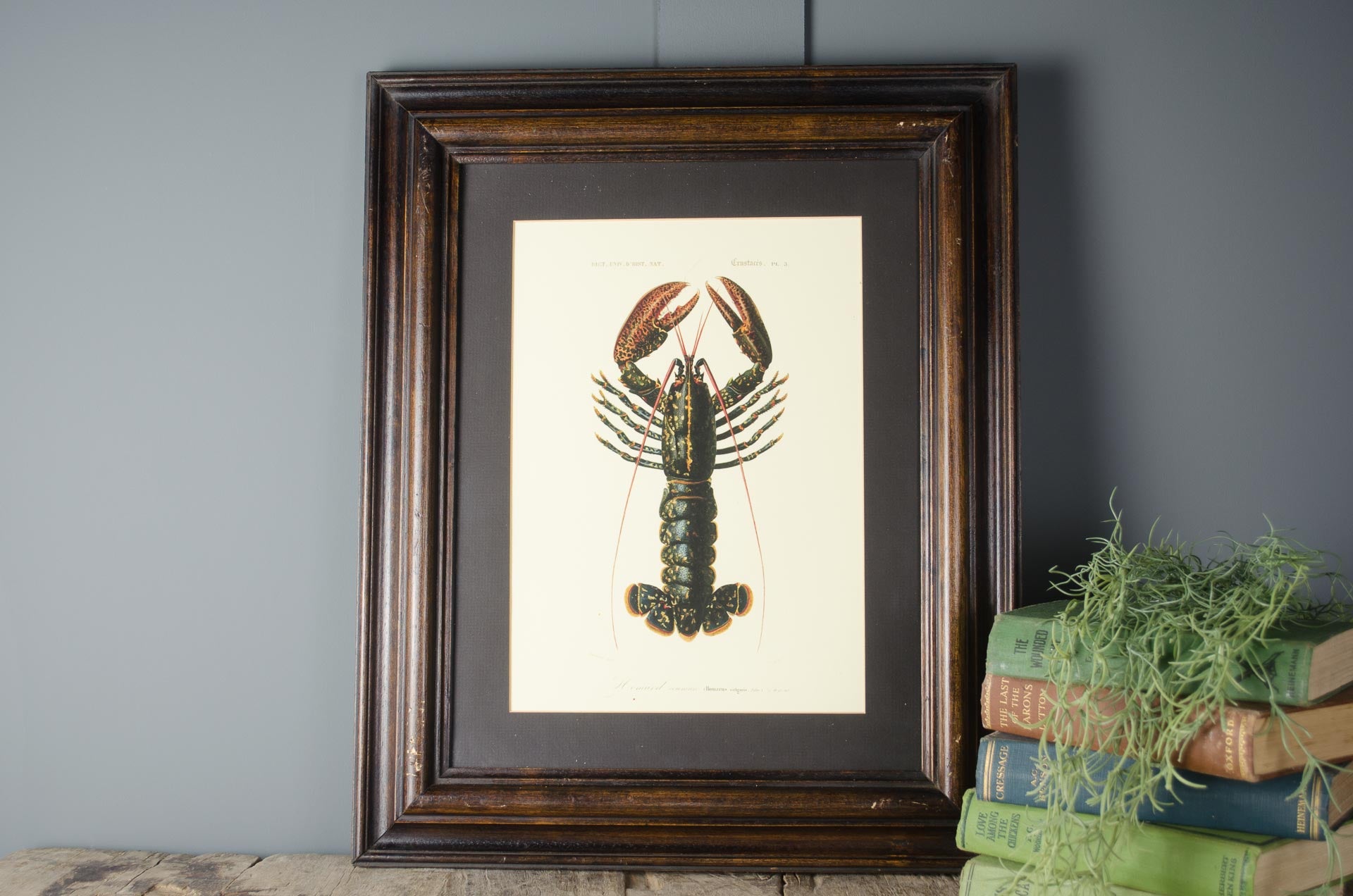 lobster picture