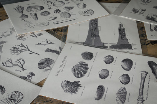 vintage shell print