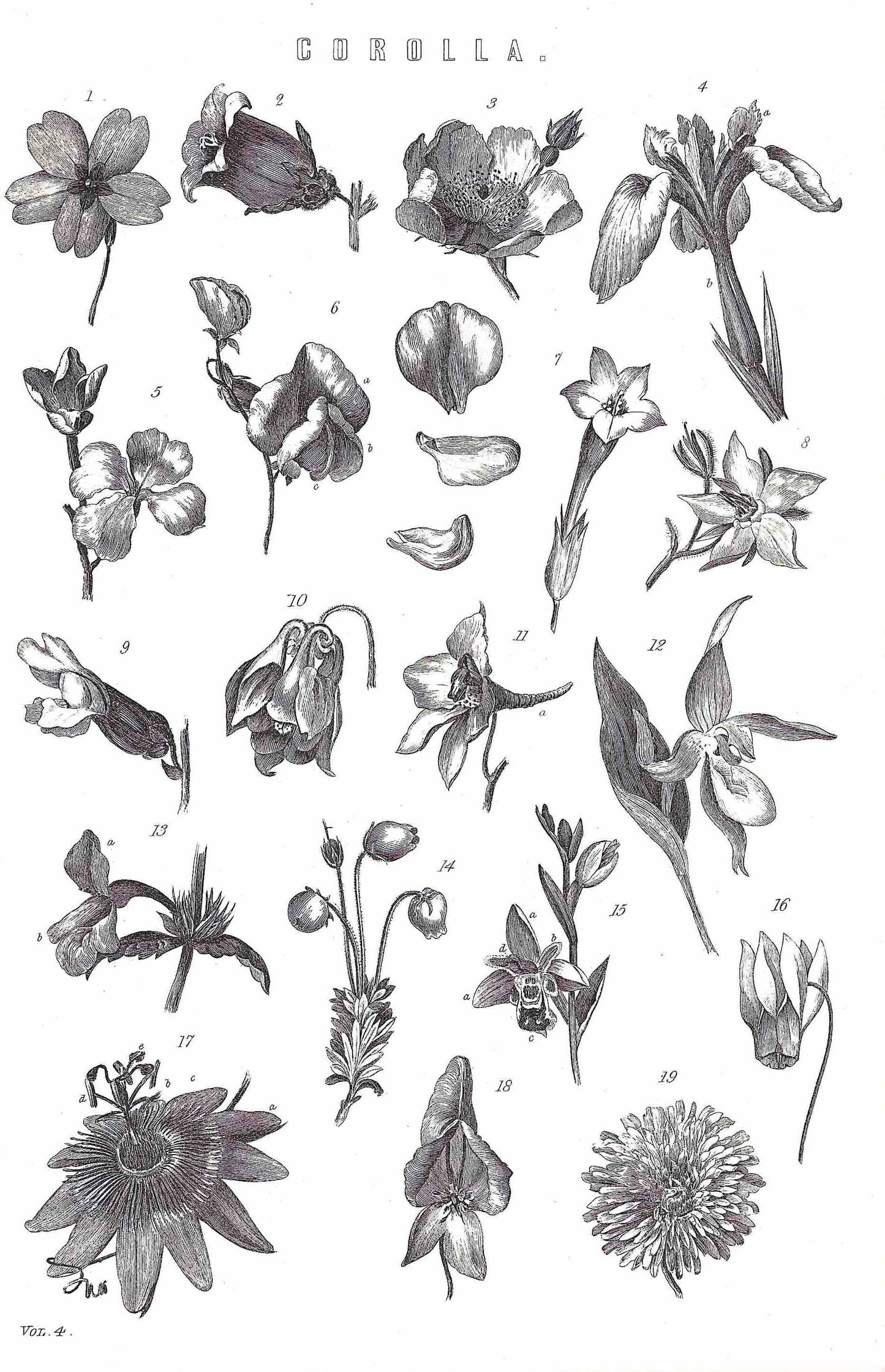 vintage picture botanical