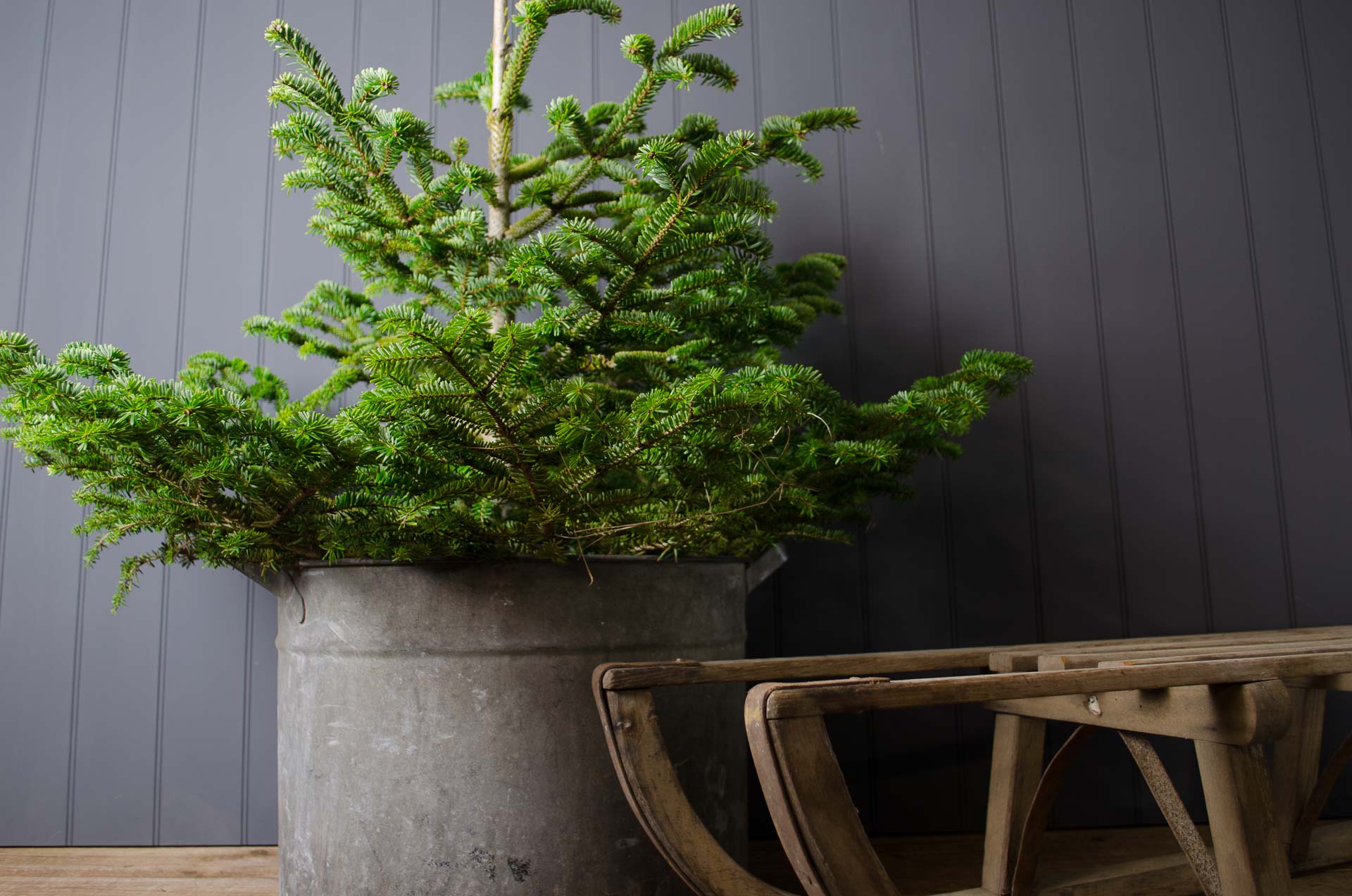 Reclaimed French bucket planters