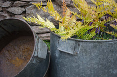 galvanised bucket planter