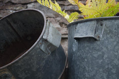 bucket with ferns