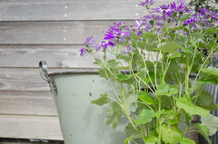 enamel planter with purple daisy