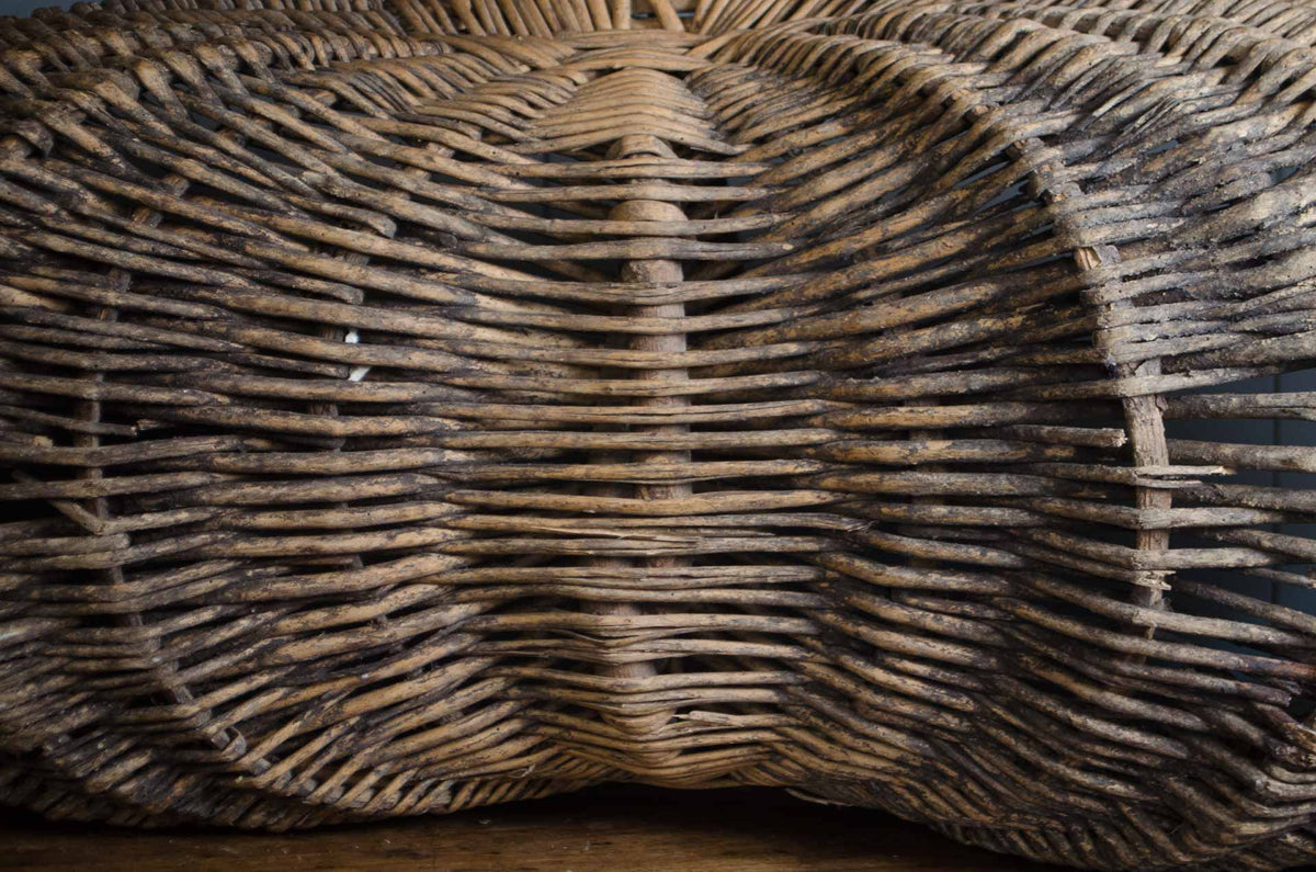 
19th century French grape harvesting picking donkey buttocks basket