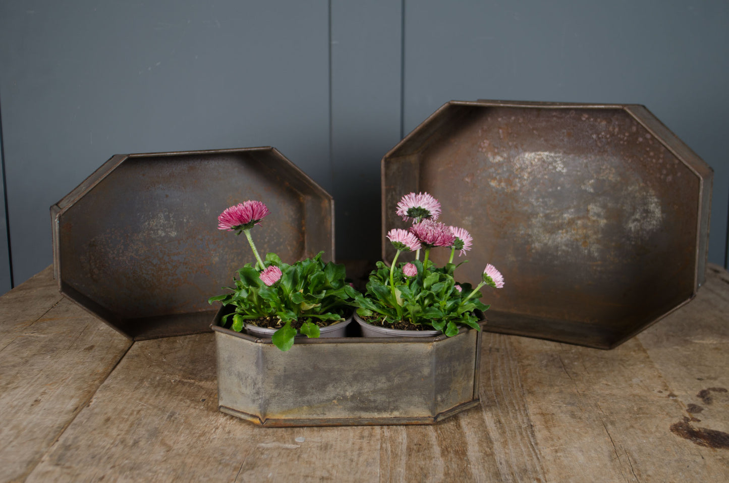Stacked vintage cake tins in round shape with weathered metal finish alongside planted example
