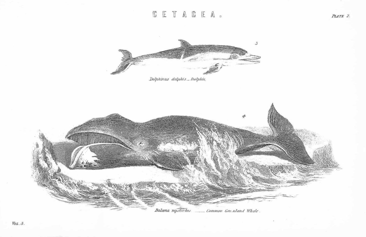 vintage whale picture