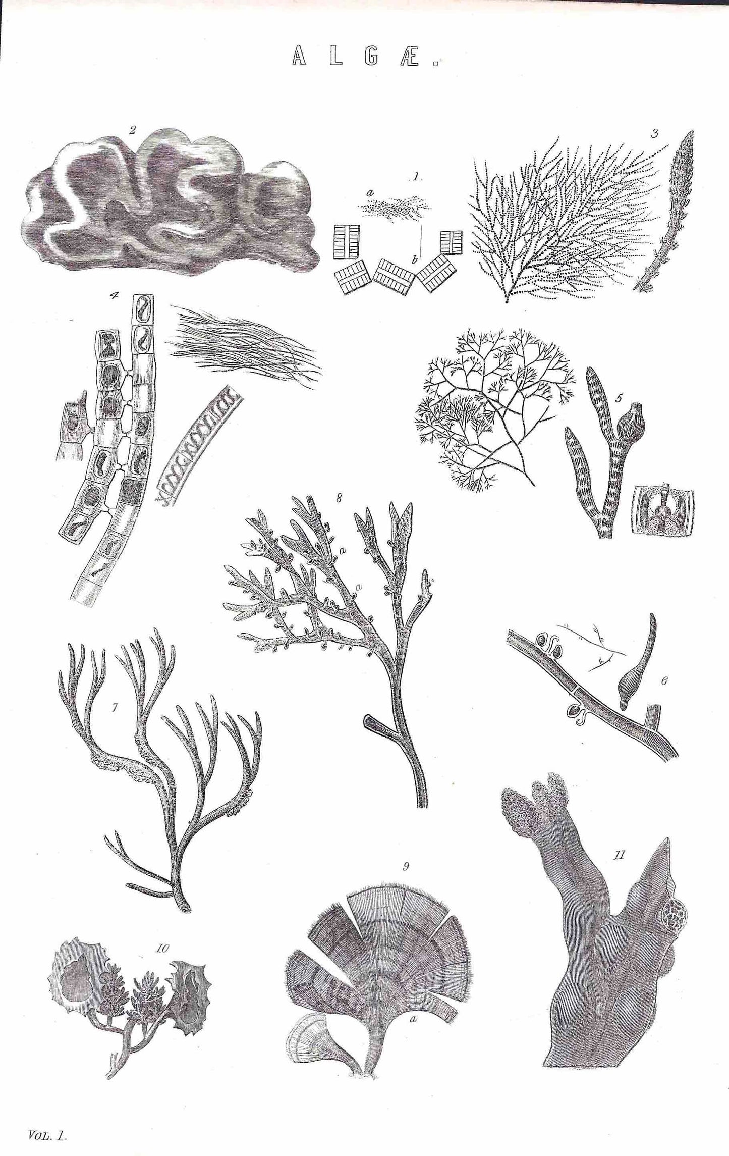 vintage seaweed picture