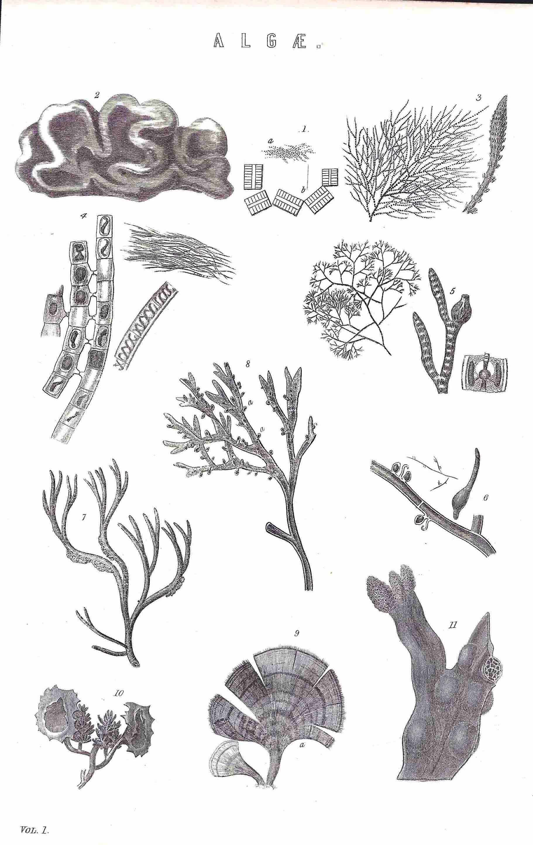 
vintage seaweed picture