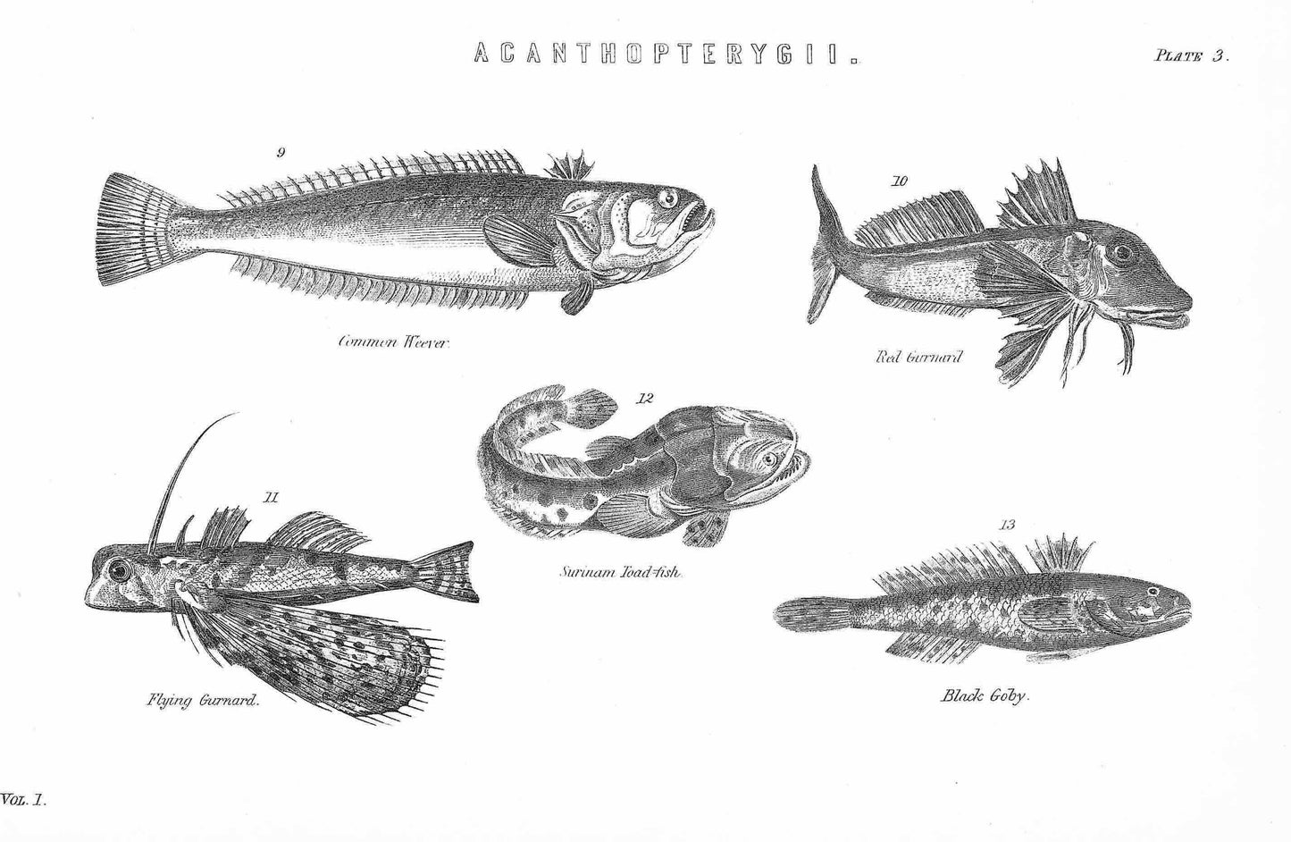 vintage fish picture
