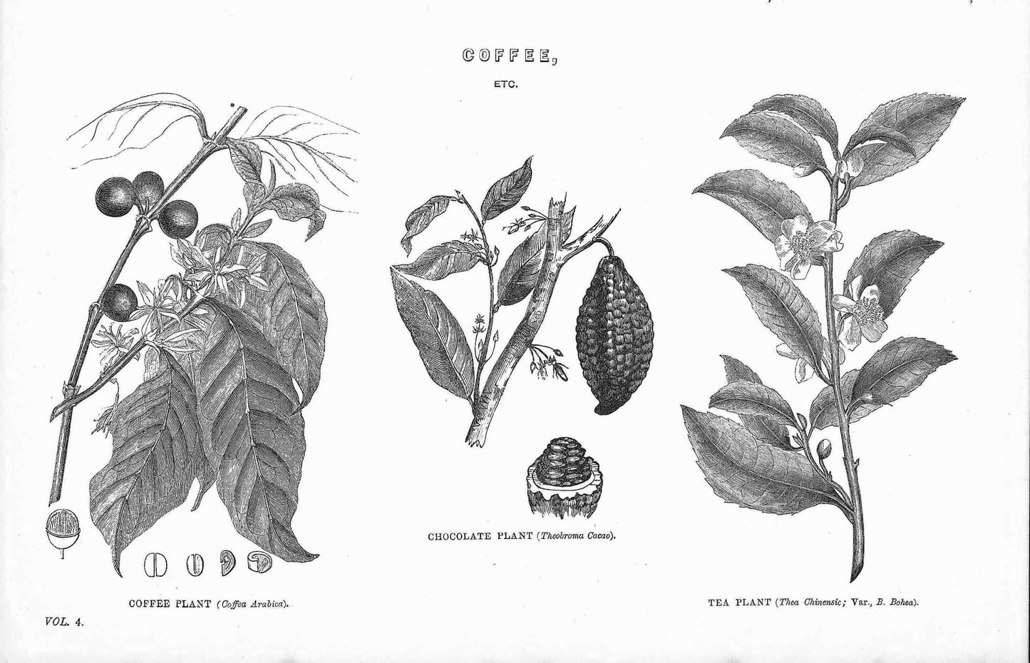 vintage picture coffee
