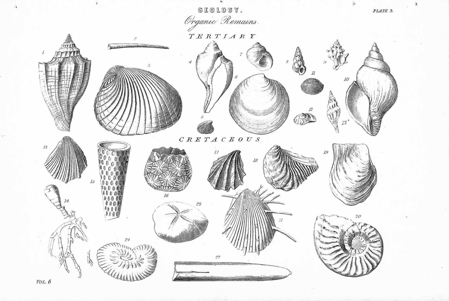 vintage picture shells