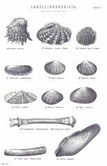 vintage picture shells