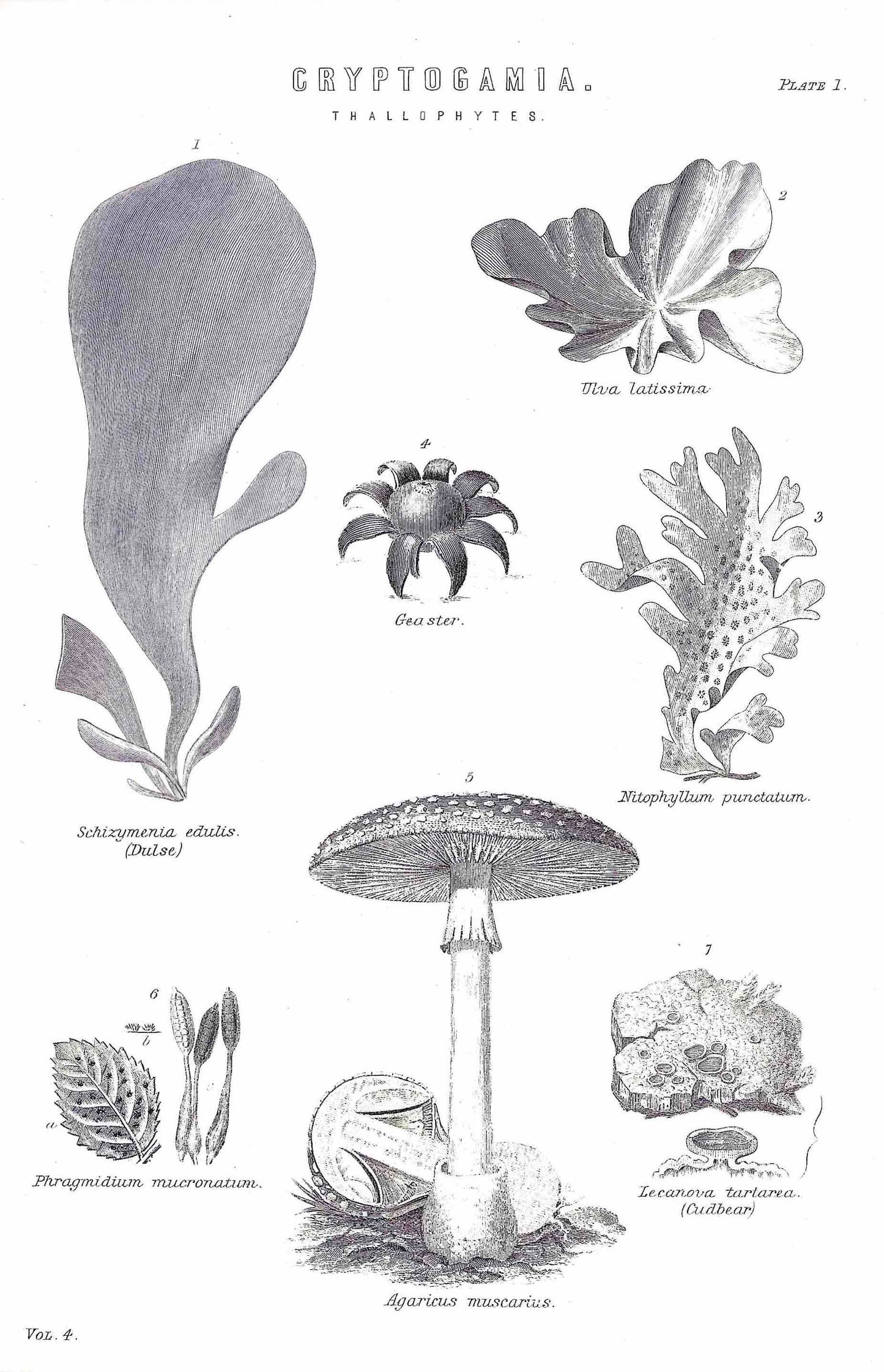 vintage picture botanical